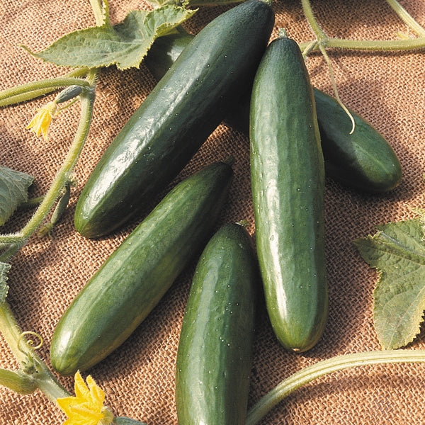 Kings Seeds Cucumber La Diva