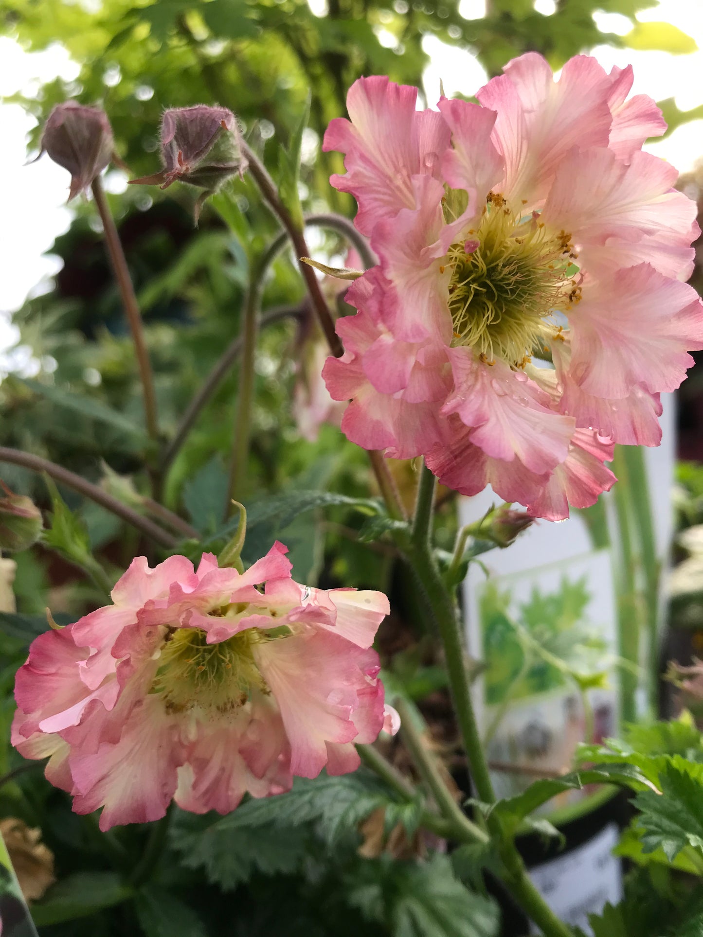 Geum ‘Pretticoats Peach’