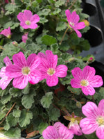 Erodium ’Bishop’s Form’