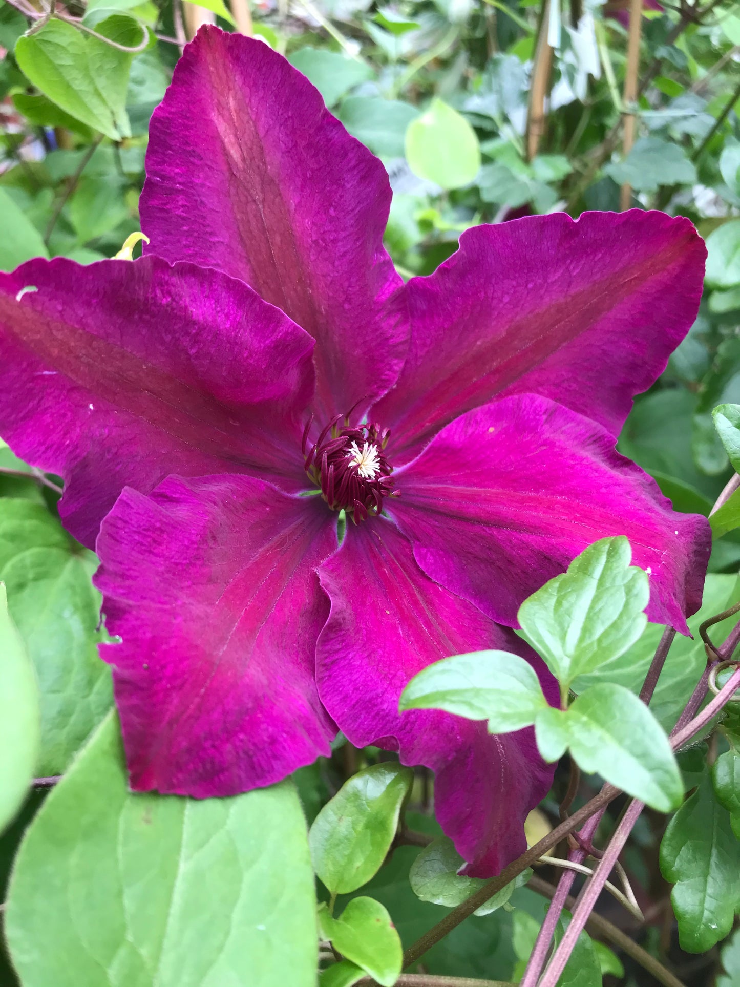 Clematis ‘Westerplatte’