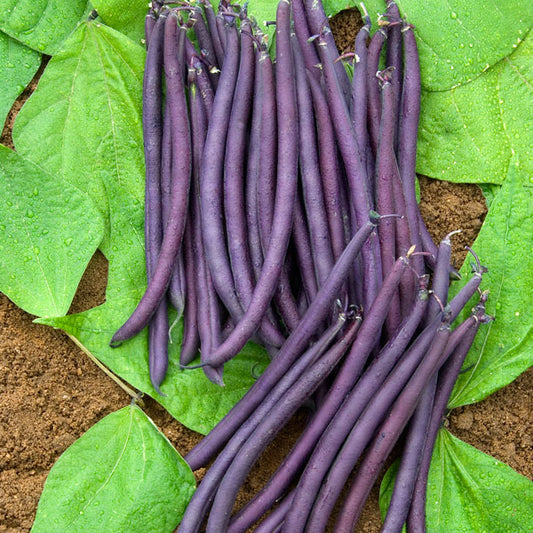 Kings Seeds Dwarf French Bean Amethyst