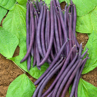 Kings Seeds Dwarf French Bean Amethyst