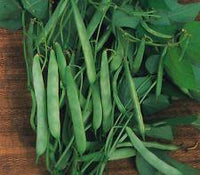 Kings Seeds Dwarf French Bean Masterpiece Green