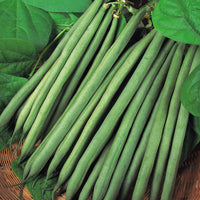 Kings Seeds Dwarf French Bean Sprite