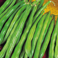 Kings Seeds Dwarf French Bean The Prince