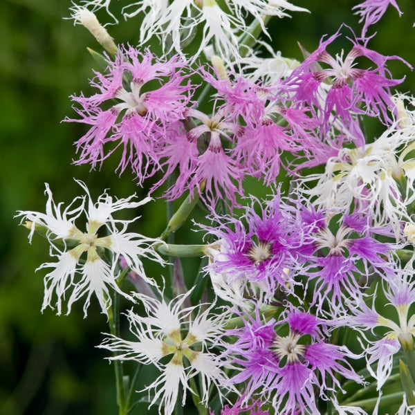 Kings Seeds Dianthus x hybridus Rainbow Loveliness