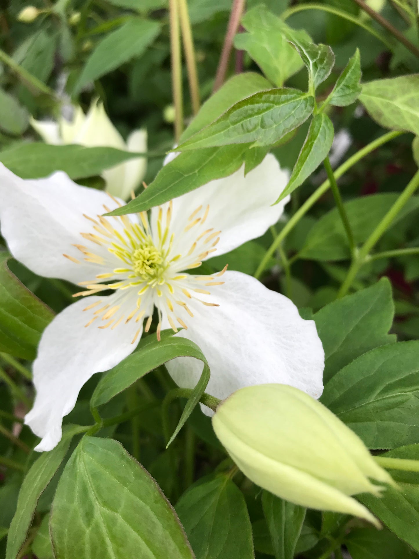 Clematis montana ’Spooneri’