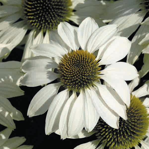 Kings Seeds Echinacea White Swan