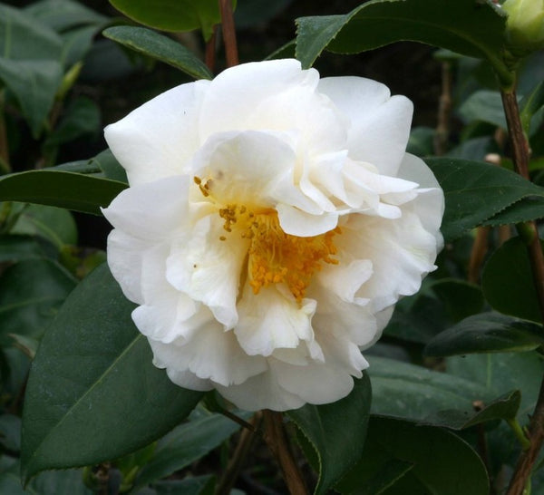 Camellia ETR Carlyon