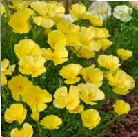 Kings Seeds Eschscholtzia Butter Bush