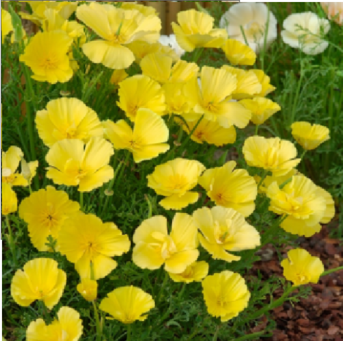 Kings Seeds Eschscholtzia Butter Bush