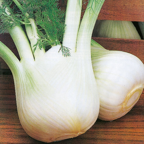 Kings Seeds Fennel Romanesco