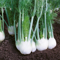 Kings Seeds Fennel Rondo F1