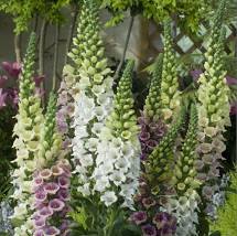 Kings Seeds Foxglove Digitalis Candy Mountain Mixed