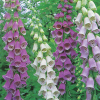 Kings Seeds Foxglove Digitalis Excelsior Mixed