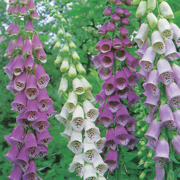 Kings Seeds Foxglove Digitalis Excelsior Mixed