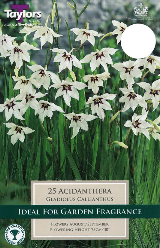 Acidanthera Gladiolus Callianthus