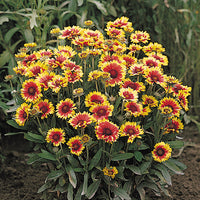 Kings Seeds Gaillardia Goblin Dwarf