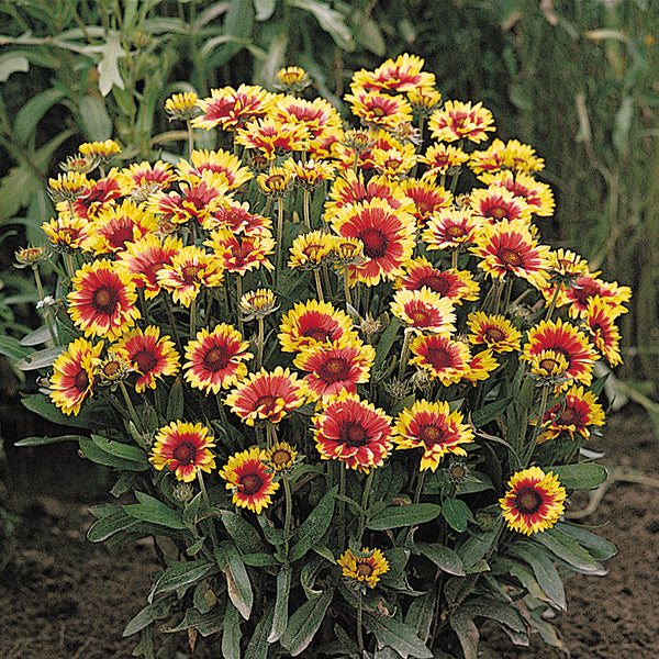 Kings Seeds Gaillardia Goblin Dwarf