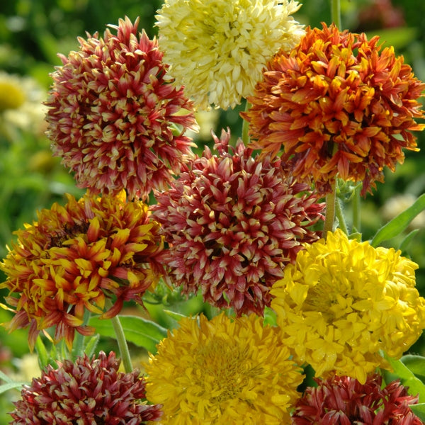 Kings Seeds Gaillardia pulchella Kings Double Mixed