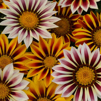Kings Seeds Gazania New Day Tiger Stripes