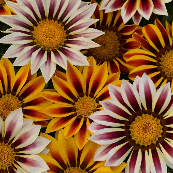 Kings Seeds Gazania New Day Tiger Stripes