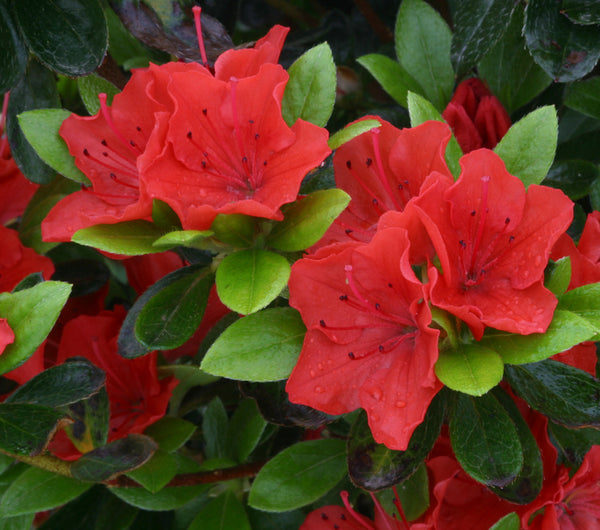 Azalea Geisha Orange