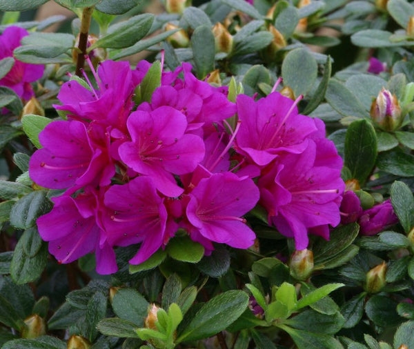 Azalea Evergreen Geisha Purple