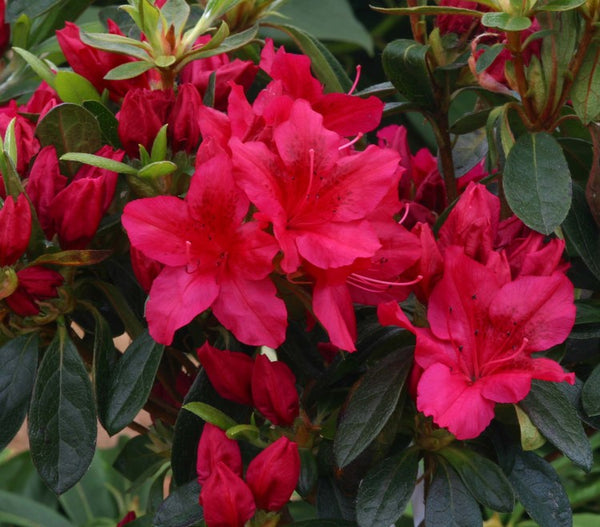 Azalea George Arends