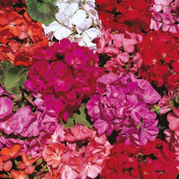 Kings Seeds Geranium Country Garden