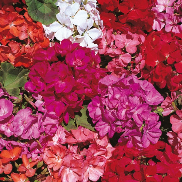 Kings Seeds Geranium Country Garden
