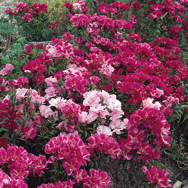 Kings Seeds Godetia Dream Double