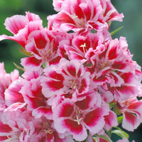 Kings Seeds Godetia Rembrandt
