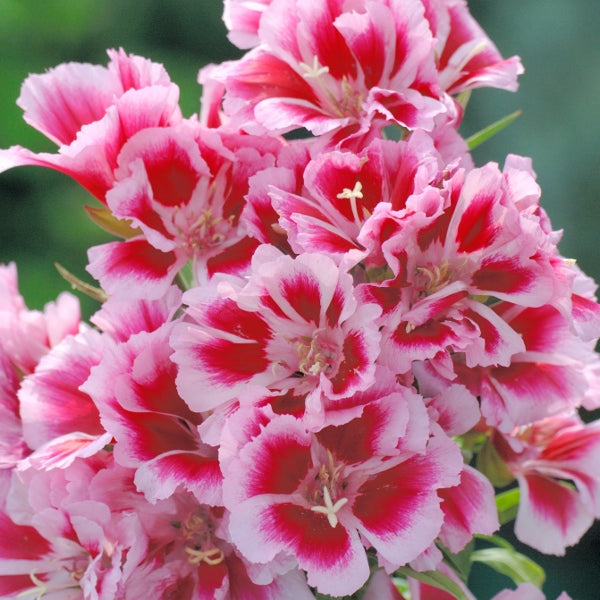 Kings Seeds Godetia Rembrandt