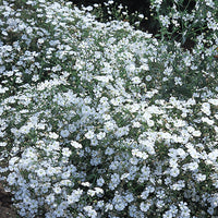 Kings Seeds Gypsophila Covent Garden