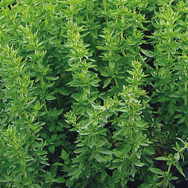 Kings Seeds Herb Oregano Greek