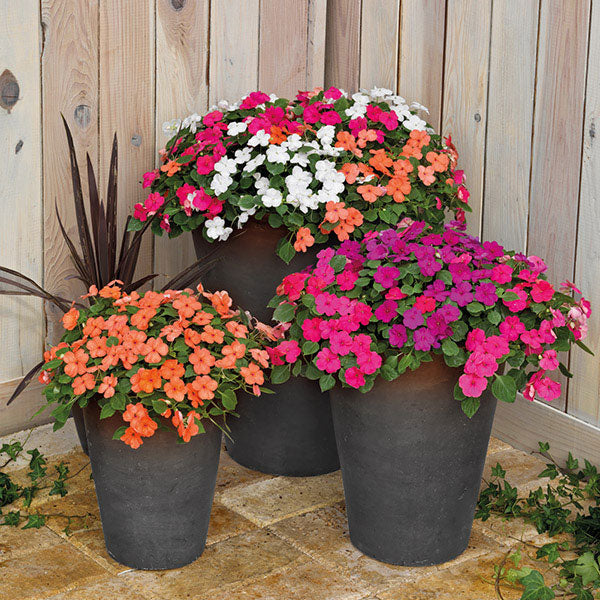 Kings Seeds Impatiens Lollipop Mix F1
