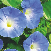 Kings Seeds Ipomoea Heavenly Blue