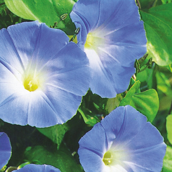 Kings Seeds Ipomoea Heavenly Blue