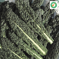 Kings Seeds Kale Nero di Toscana