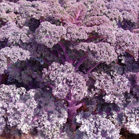 Kings Seeds Kale Scarlet