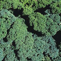 Kings Seeds Kale Winterbor F1