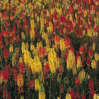 Kings Seeds Kniphofia Red Hot Poker