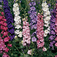 Kings Seeds Larkspur Sublime Mixed