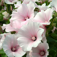 Kings Seeds Lavatera Dwarf Pink Blush