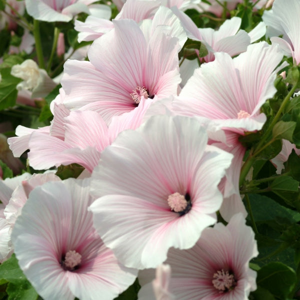 Kings Seeds Lavatera Dwarf Pink Blush