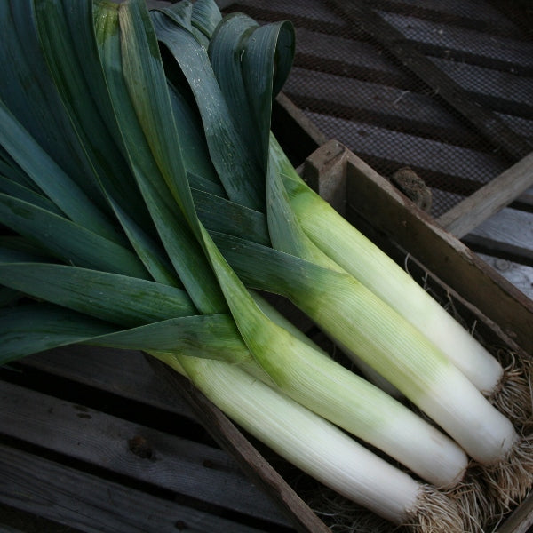 Kings Seeds Leek Below Zero F1