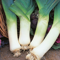 Kings Seeds Leek Giant Winter