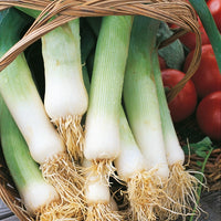 Kings Seeds Leek Musselburgh