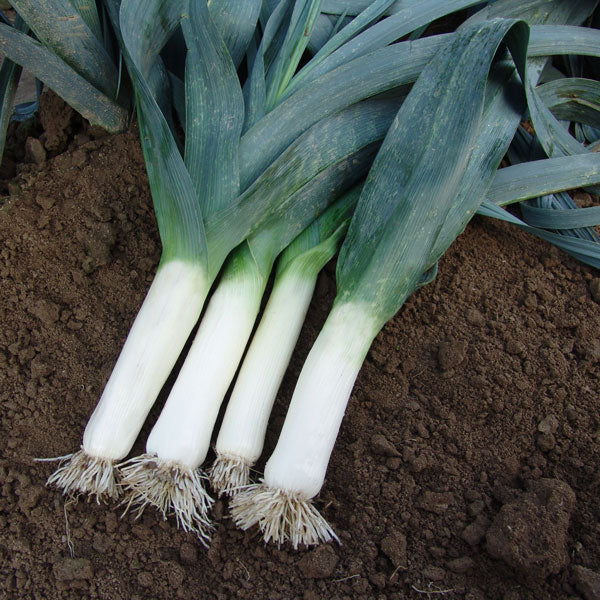 Kings Seeds Leek Winner